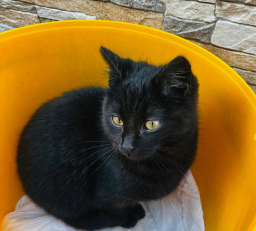 darujem-maciatko-big-0