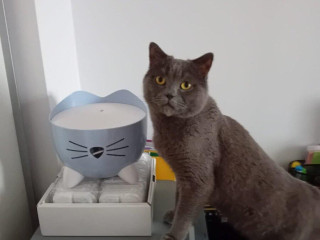 fontana-na-vodu-s-filtrami-pre-macky