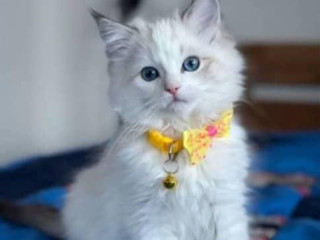 k-dispozicii-su-velmi-mile-maciatka-maine-coon-a-ragdoll