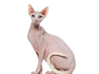 kupim-macicku-don-sphynx