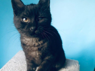 margo-si-hlada-domov-vo-vnutri