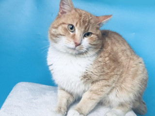 alan-si-hlada-domov-vo-vnutri