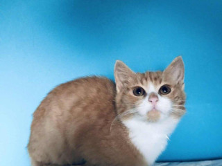 cooper-si-hlada-domov-vo-vnutri