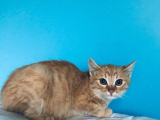 clyde-si-hlada-domov-vo-vnutri