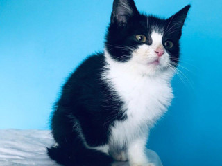 violet-si-hlada-domov-vo-vnutri