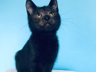 shaggy-si-hlada-domov-vo-vnutri