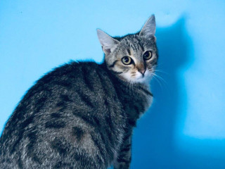 vaneska-si-hlada-domov-vo-vnutri