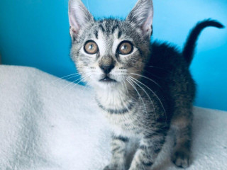 ziggy-si-hlada-domov-vo-vnutri