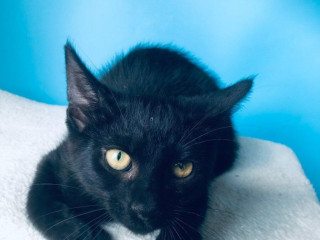 tom-si-hlada-domov-vo-vnutri