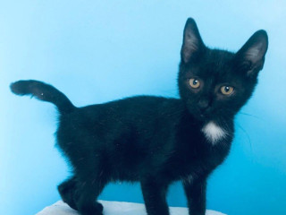 ollie-si-hlada-domov-vo-vnutri