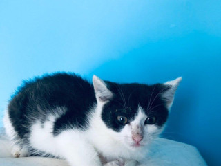 sushi-si-hlada-domov-vo-vnutri