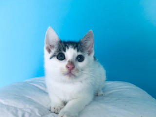 missy-si-hlada-domov-vo-vnutri