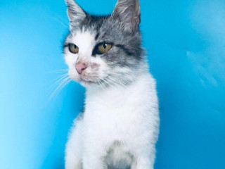 mila-si-hlada-domov-vo-vnutri