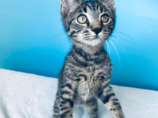 ciko-si-hlada-domov-vo-vnutri