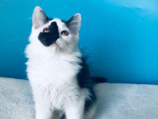 adamko-si-hlada-domov-vo-vnutri