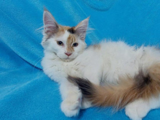 mainska-myvalia-mainsky-mainske-maciatka