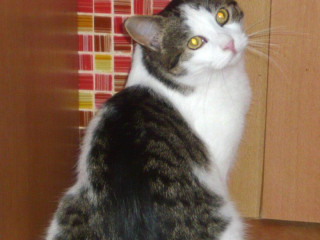 caka-na-dobru-rodinku