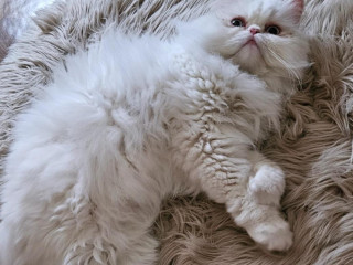 darujem-perskeho-kocura