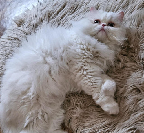 darujem-perskeho-kocura-big-0
