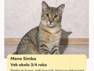 darujem-kocurika-a-prepravku