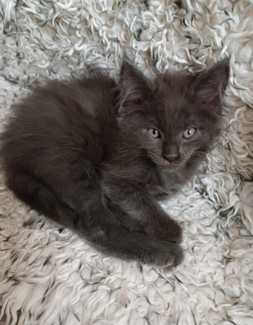 mainska-myvalia-big-0