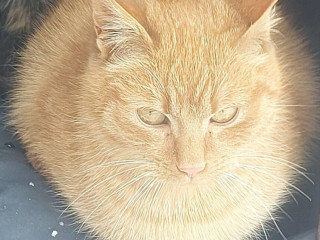 darujem-rysaveho-kocurika