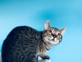 stanko-si-hlada-domov-vo-vnutri