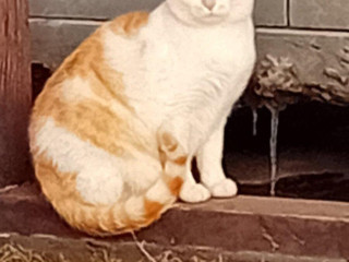 hladame-staly-domov-kocurikovy