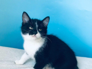 salim-si-hlada-domov-vo-vnutri