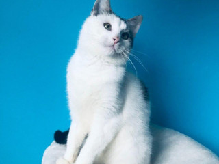 bubo-si-hlada-domov-vo-vnutri