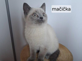 britske-maciatka