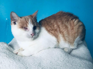 ivanko-si-hlada-domov-vo-vnutri