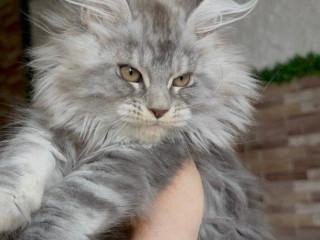 maciatko-mainska-myvalia