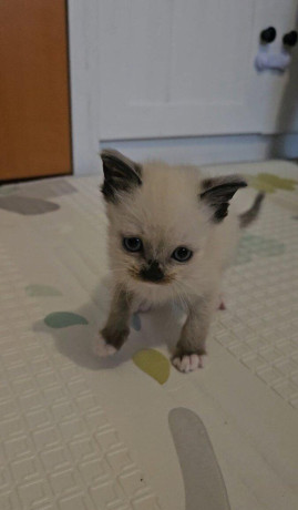 ragmese-kocurik-big-0