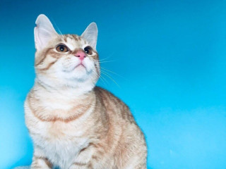 bibi-si-hlada-domov-vo-vnutri