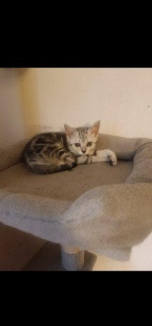 britske-maciatka-big-0