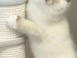 k-dispozicii-su-maciatka-plemena-ragdoll-a-maine-coon