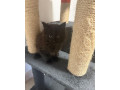 maine-coon-small-0