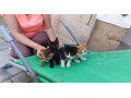 darujem-maciatka-len-do-dobrych-ruk-small-0