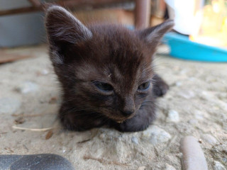 maciatka