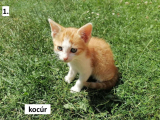 darujem-maciatka