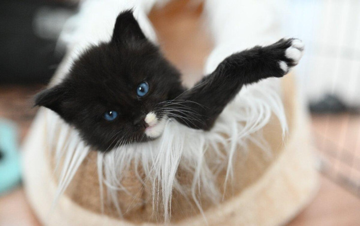 mainska-myvalia-maine-coon-big-0