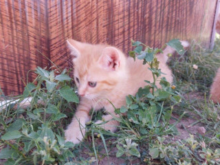 maciatka