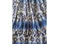 talianske-saty-small-4