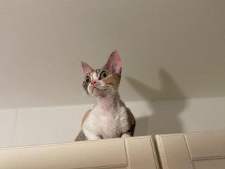 devon-rex-macka