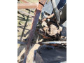 zetor-25a-small-3