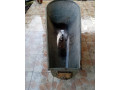 predam-vanu-small-3