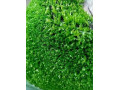 umely-travnik-1x5m-small-1