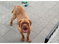 bordeauxska-doga-small-1