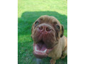 bordeauxska-doga-small-0